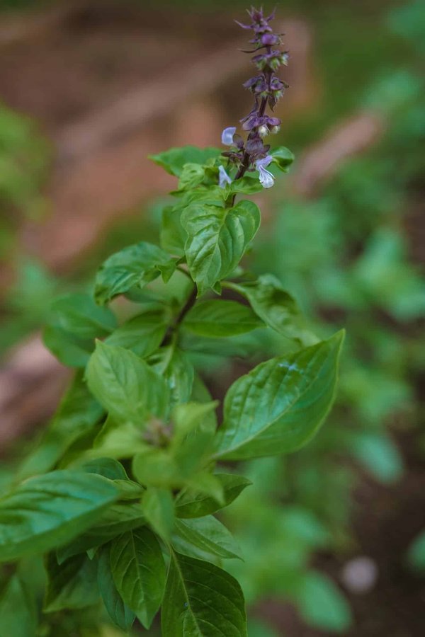 Sac papier kraft : pourquoi les utiliser ?